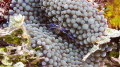   Pederson Cleaner Shrimp Macro Belize  